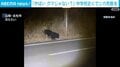「やばい、クマじゃない?」中学校近くでシカ死骸を
