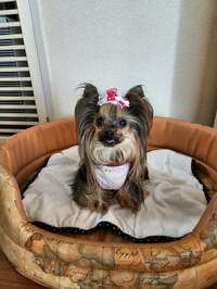 武東由美　『アロハイーリオさんへ』