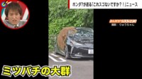車を覆う“茶色の物体”に「巨大ネコ？」「ちょっと猛獣そう」と驚きの声 正体は「分蜂」