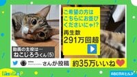 【映像】「握手してほしいかニャ？」癒やし効果バツグン！ 猫の“神対応”動画