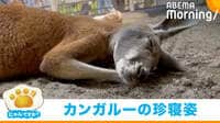 【映像】飼育員困惑のカンガルーの“寝方”、普段の寝姿も