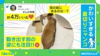 【映像】お尻フリフリ猫の“裏切り行為”