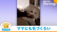【映像】“お得意”の毛づくろいを人にする猫