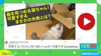 ジャンプ!からのズルッ! “ダンボールの壁”に阻まれた猫に13万いいね