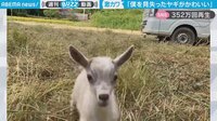 【映像】飼い主との再会を喜ぶ子ヤギ