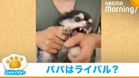 【映像】パパに変わると“豹変”する犬