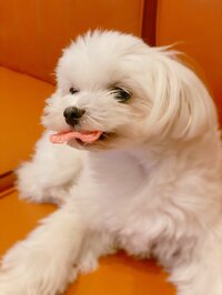 保田圭『コメントのお礼＆今日のちーずさん』