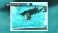 赤ちゃんカワウソが“コロン” 寝返りが「可愛すぎ」