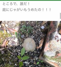 川島菜月『食物連鎖』