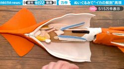 イカの体内をぬいぐるみで完全に再現！エラや心臓、循環器まで…分かり易すぎる“解剖”に大反響、無類のイカ好きが4年かけて制作