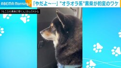 オラオラ系の黒柴が弱々しく鳴く“可愛らしい”理由に「ぶるぶる震えているｗ」「そんな嫌がらなくても…！」と反響