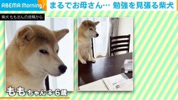 え、お母さん？ 柴犬の「まったくもう」と言わんばかりのじっとり視線に「無言の圧が凄い」「緊張で震えるｗ」と反響