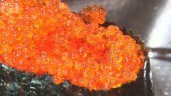 イクラが歴史的高騰　格安トビコに注目集まる　プチプチ感は海外でも人気、輸出5倍に