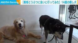 おじいちゃんゴールデンと柴の2匹の看板犬 ご近所さんも癒やされる穏やかな姿にほっこり