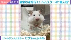 まるで職人技!? 回し車の使い方が“斬新すぎる”ハムスターの姿が話題「器用w」「片足ついてるw」