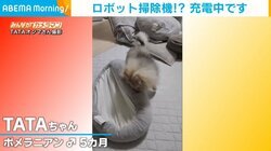 クッションを“頭から被る”子犬 クルクル動き回る姿が「ロボット掃除機？」と話題