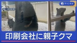 なぜ？積雪のなか印刷会社に親子クマ　カメラ捉えた驚きの行動