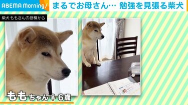 え、お母さん？ 柴犬の「まったくもう」と言わんばかりの