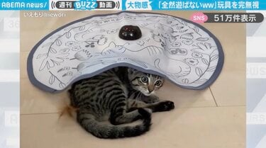 猫じゃらし 興味にゃい」回転する猫じゃらしのおもちゃを完全無視する子猫に「大物