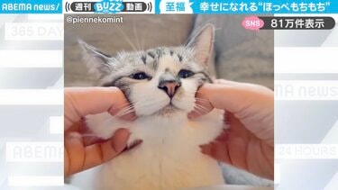 もちもちねこページです☺︎ かわいすぎる…」ほっぺた“もちもち”すぎる猫の動画がSNSで大反響