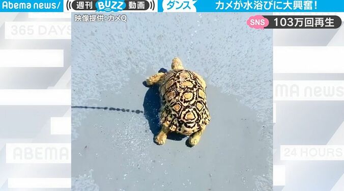 カメが飼い主に向かってリズミカルに踊る！？ 水浴びに大興奮して楽しそうな姿に大反響 「可愛すぎて癒されました」 1枚目