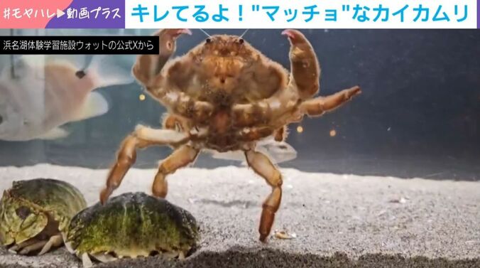 カイカムリとメガネカラッパ