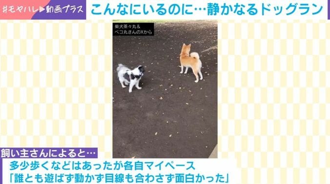 “犬見知り”を発揮する犬たち