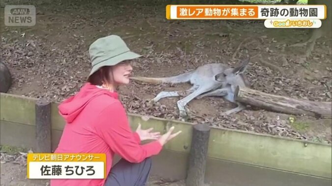 間近でカンガルーを見ることができる