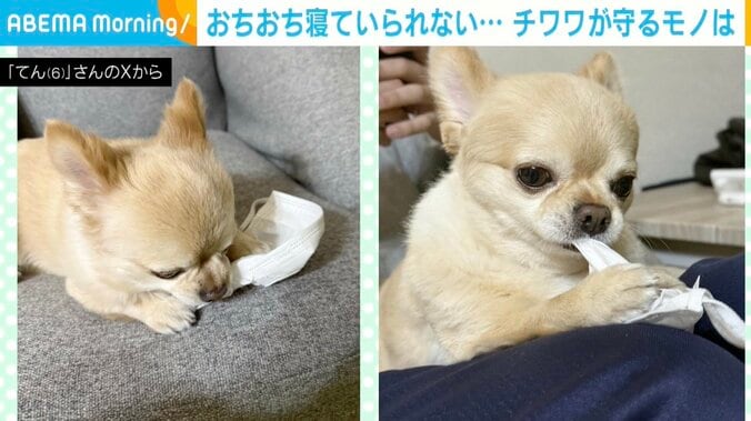 チワワのてんくん