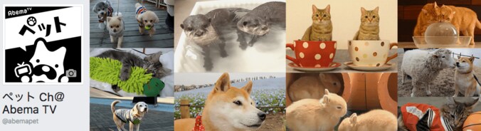 「感動だワン！」柴犬かぼすちゃん、 美しすぎる大自然の中でカヌー挑戦で 14枚目