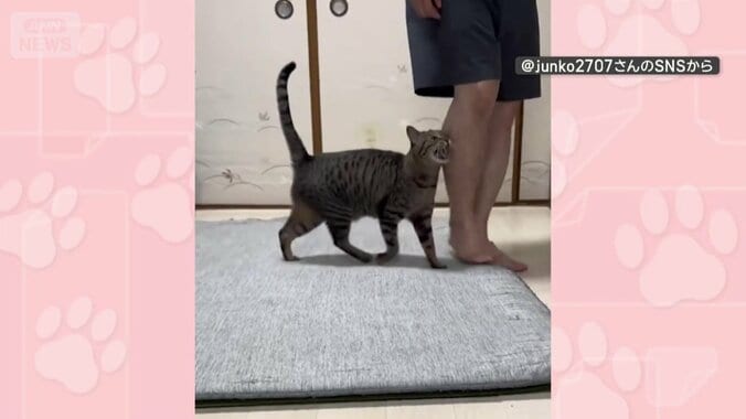 追いかけて遊ぶ