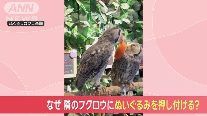 ミカンくん（7）とホロちゃん（7）