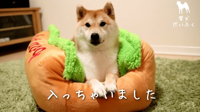 これぞリアルホットドッグ！ 柴犬だいふく「僕もホットドッグになれるかな」 7枚目