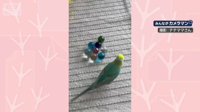 ビー玉に興味津々