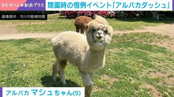 アルパカ
