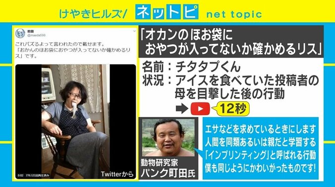 「呪文唱える猫」「おかんのほお袋を確かめるリス」動画が話題に、行動の意味は？ 3枚目