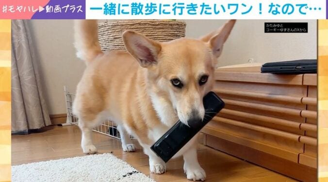 ゆずちゃん