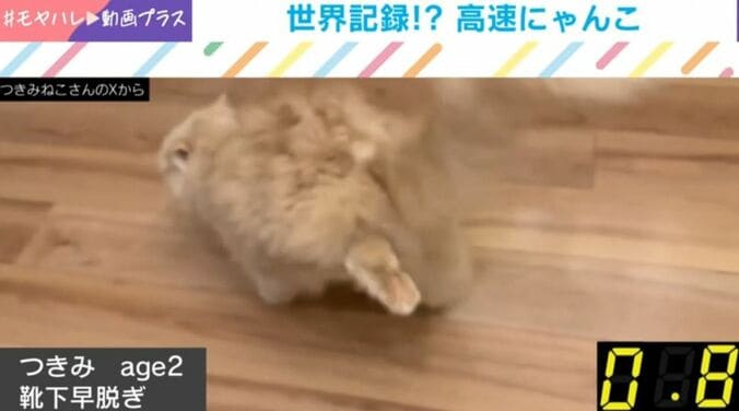 ラガマフィンのつきみくん