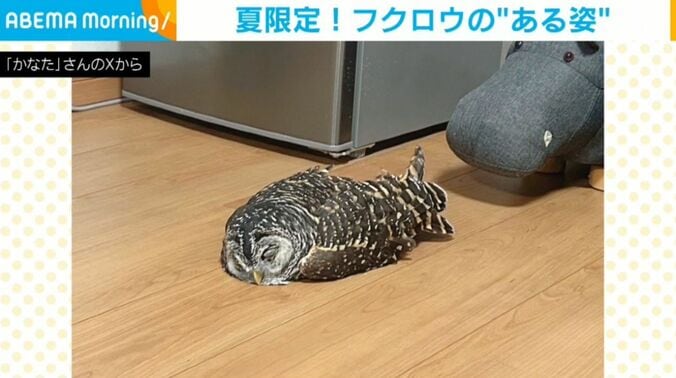 フクロウのかなたちゃん