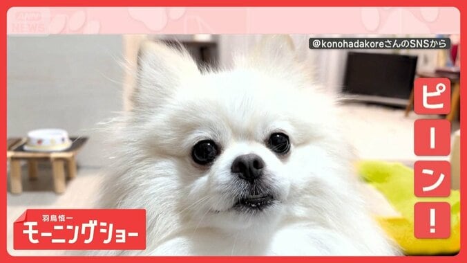「おやつ」で耳ピーン！　でも「お散歩」には興味がないワンちゃん　聞き分けてるの？ 1枚目