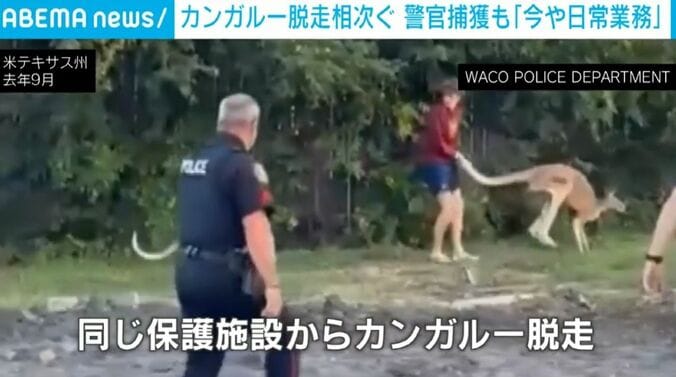 捕まったカンガルー