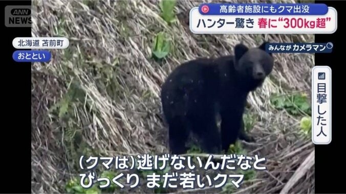 「まだ若いクマ」