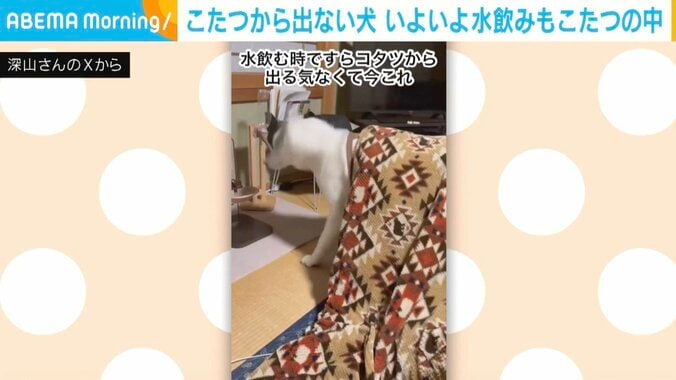 ハスキー犬のアシリちゃん