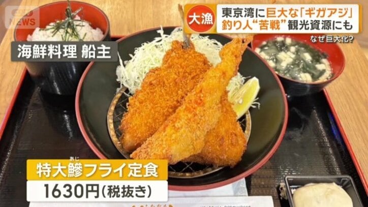 巨大なアジフライとして提供