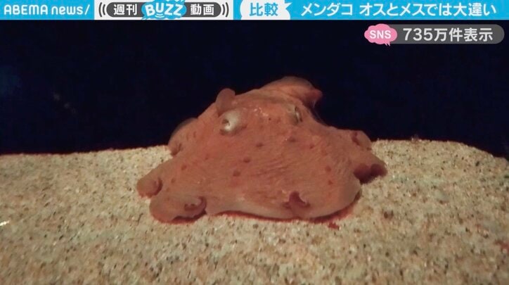 【写真・画像】「こんなに違うのか！」メンダコの“オス”と“メス”の比較動画に「吸盤のサイズも配置も違う！」「メンダコ、奥深い…！」と驚きの声　1枚目