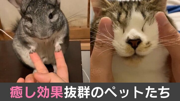 監視カメラではなくu201dニャン視カメラu201d!? 天井から猫が見守る店が話題に 