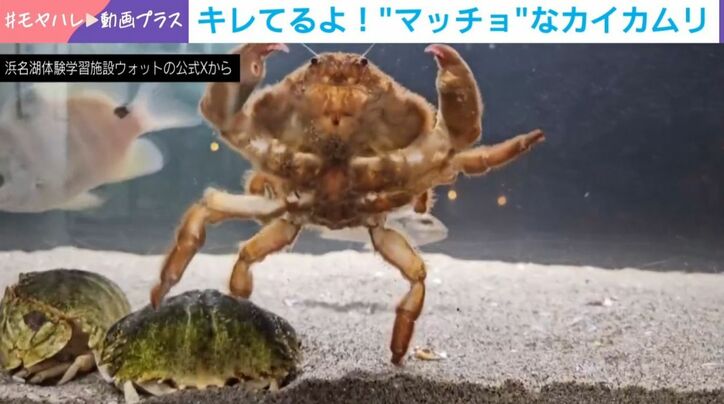 カイカムリとメガネカラッパ