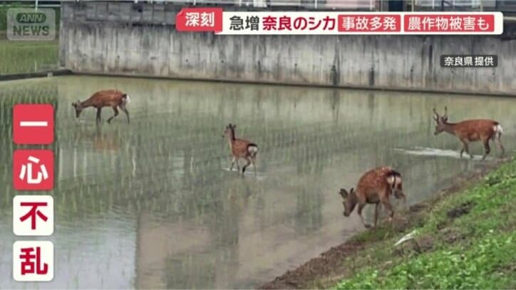田んぼで稲を食べるシカ