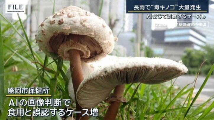 食用キノコと勘違い