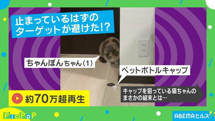 優秀さが裏目に？ 一手先を読んだことでターゲットを見失うネコの“失敗劇”に爆笑の嵐